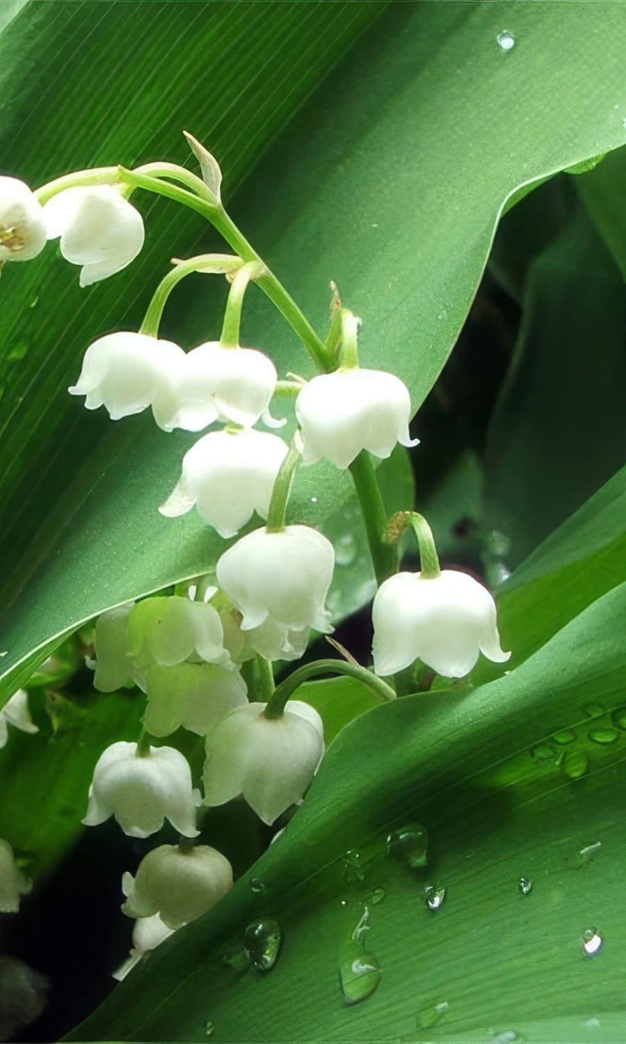 Close up of delicate lily of the valley flowers acting as a floral anchor for a neutral bridal party palette.